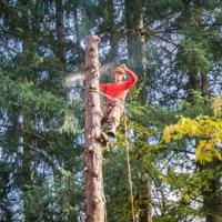 North Sydney Tree Removals image 3